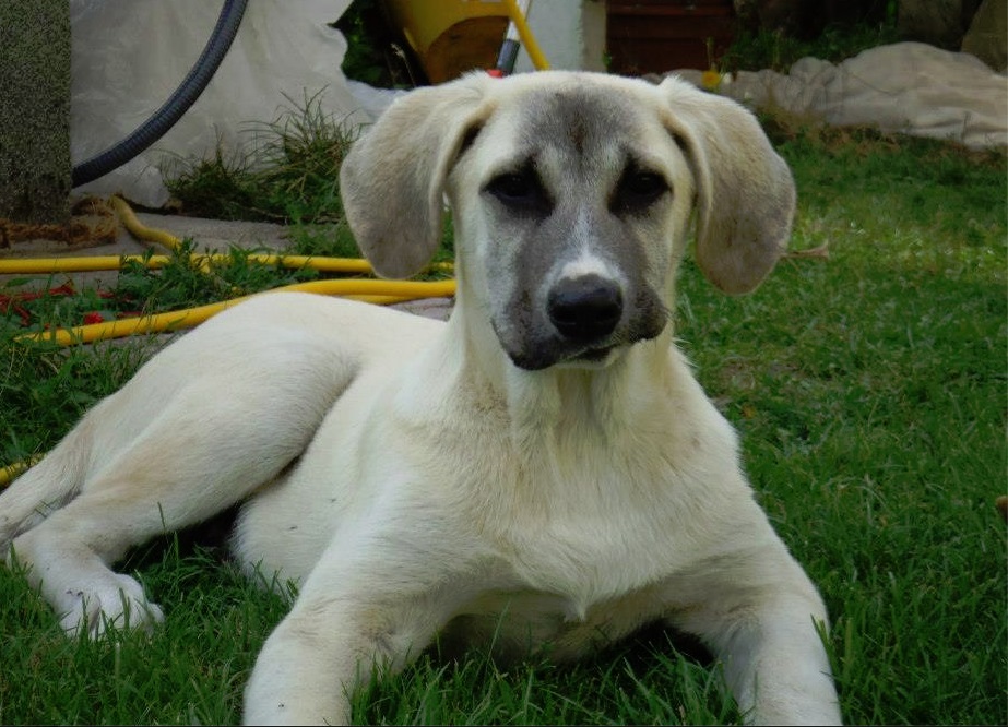 Böser Hund (?) von Sabine Altmann fisch+fleisch